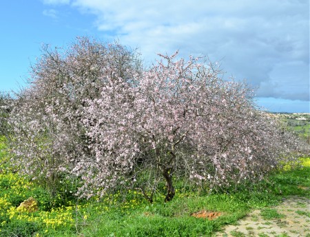 More wild almond trees in bloom