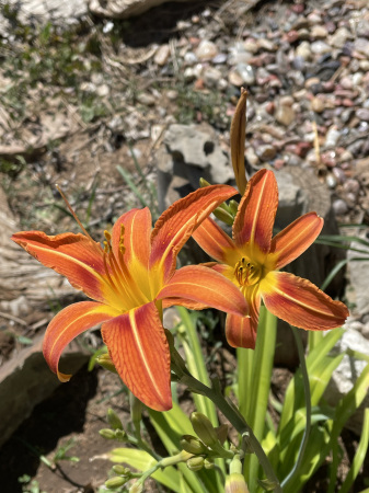 Flower in the yard