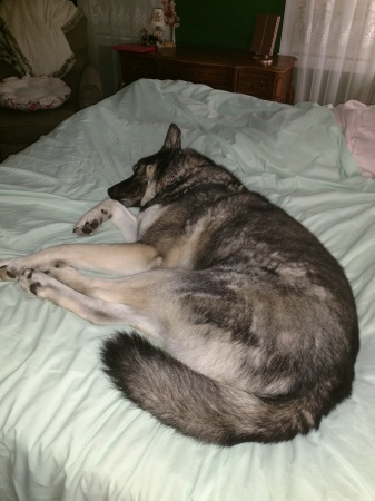 Simba half husky, half elkhound. 