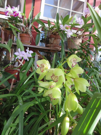 November orchids