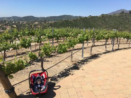 vineyard 2016 with grandchild Hazen