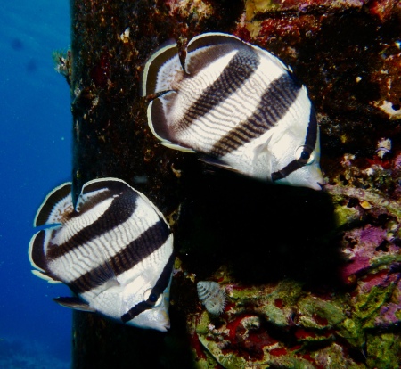 Pair of Banded Butterfly fish