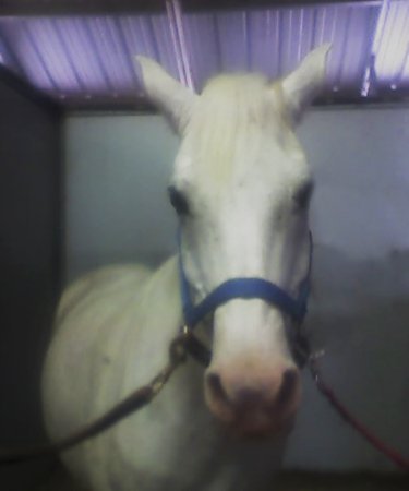 My horse Wizard!