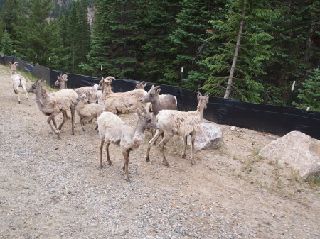 Colorado Mountian Goats