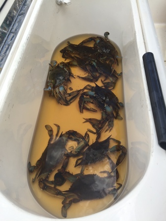 St Johns River Blue Crabs