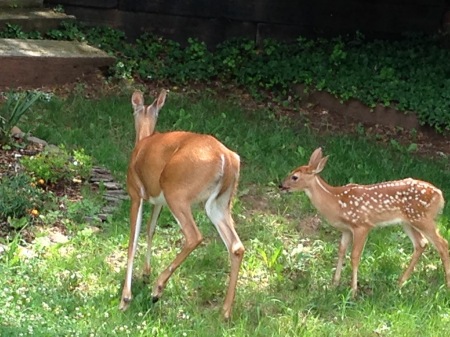 Visitors to my backyard