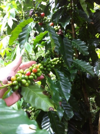 Coffee almost ready for picking