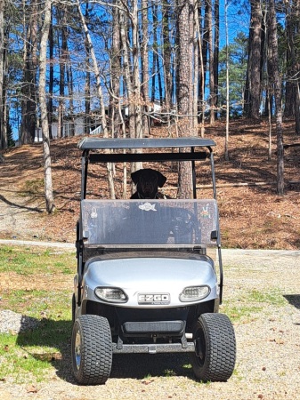 Going bye bye,loves the golf cart rides !!!