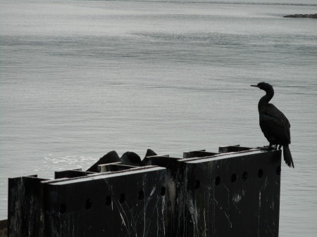 San Juan sea bird