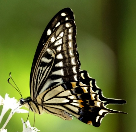 Chinese Swallowtail Butterfly