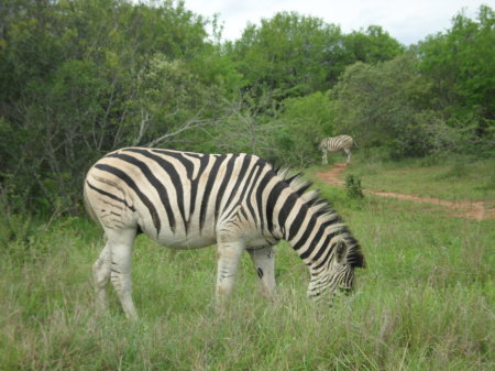 Christine Sadry's album, Safari - Huiluwe Game Reserve, SA