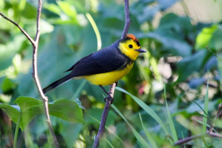 Collared Redstart