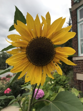 Gigantic Milwaukee sunflower