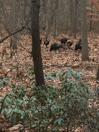 We have a large flock of Wild Turkeys