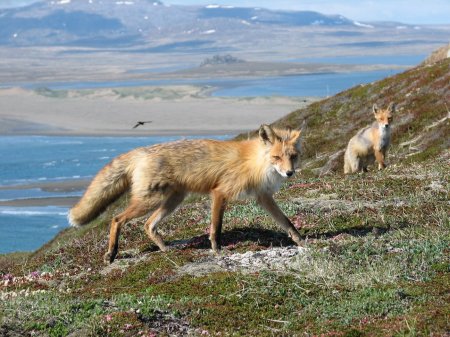 Red foxes, Alaska