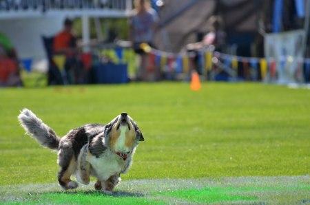 Pamela Wyman's album, Shadow- My amazing Frisbee Dog! 