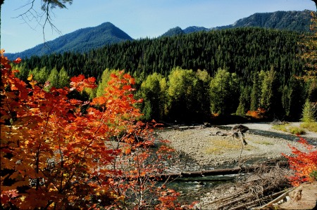 Vine Maple on Steven's Pass Highway