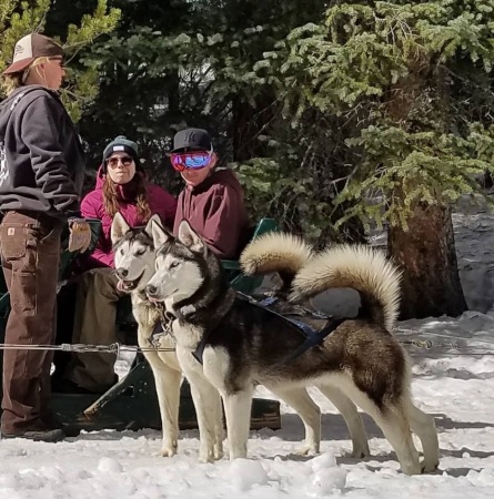 Dog Sledding Breckenridge CO