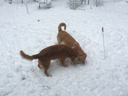 Playing in the back yard