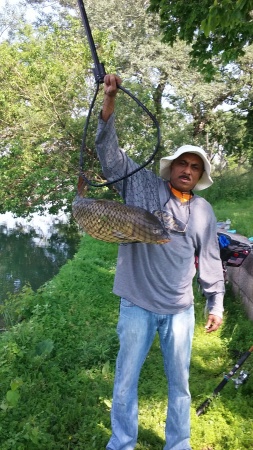 Big ass carp in lake Michigan