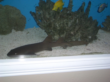 Our 220 gallon fish tank with nurse shark!