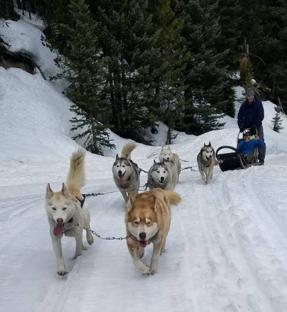 Dog sledding Breckenridge CO