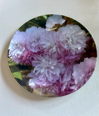 Photo Transfer of our Kwanzan Cherry Blossoms