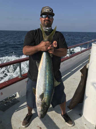 Yellowtail 🐟 always chasing tail🤷🏻‍♂️