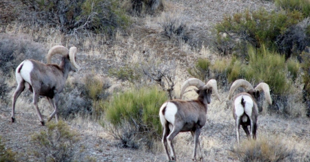 Desert Big Horn Sheep