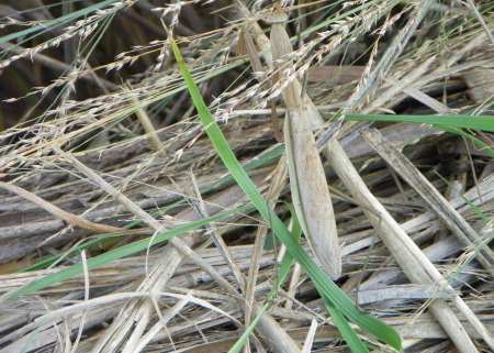 Robin Sheraden's album, Nature