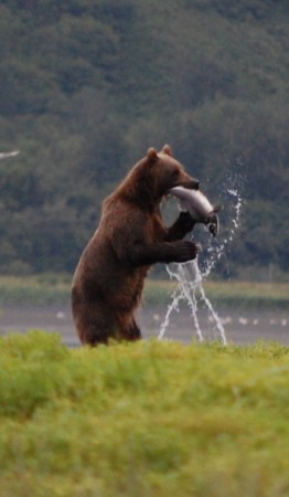 Brown Bear, Kodiak Alaska