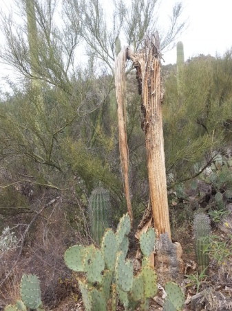 Calvin Lee's album, Sabino Canyon