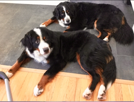 Hope and Ody, our loving Berners!