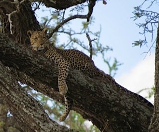 Serengeti Africa