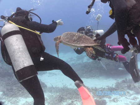 Turtle on GBR