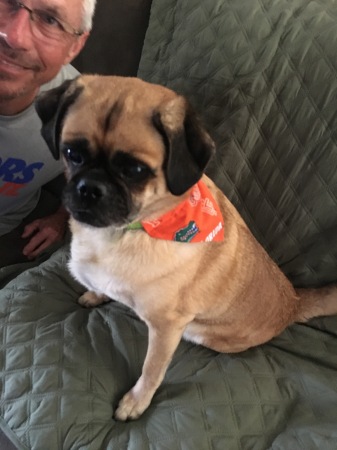 Reggie my Puggle.   Go Gators 🐊🏈