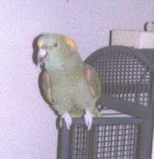 My Yellow-Naped Amazon Parrot