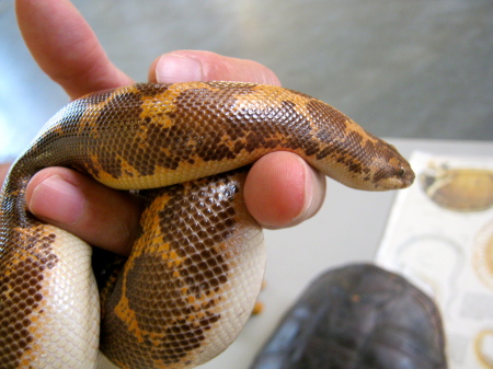 Como Zoo Sand Boa