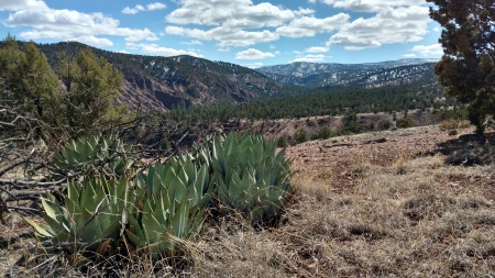 View along the CDT in the Gila National Forest