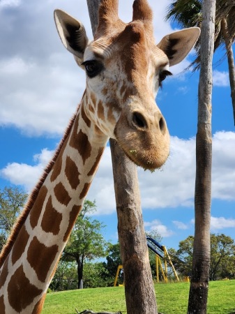 Busch Gardens