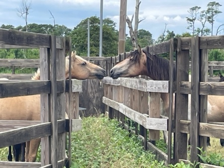 Chincoteague ponies 