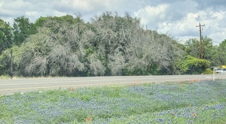 Texas bluebonnets & other wildflowers 