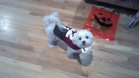 Our dog Jin Jin Halloween 2011
