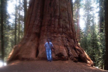 Sequoia National Park