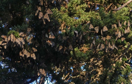 Monarch Butterflys Wintering