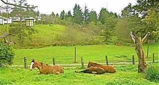 Natalie's kids in front yard