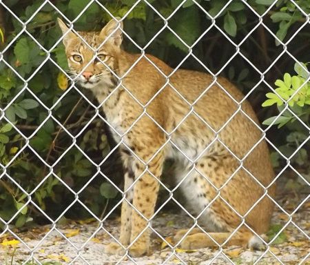 bobcat out in the backyard