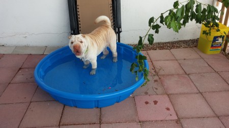 Zug in her new drinking bowl...