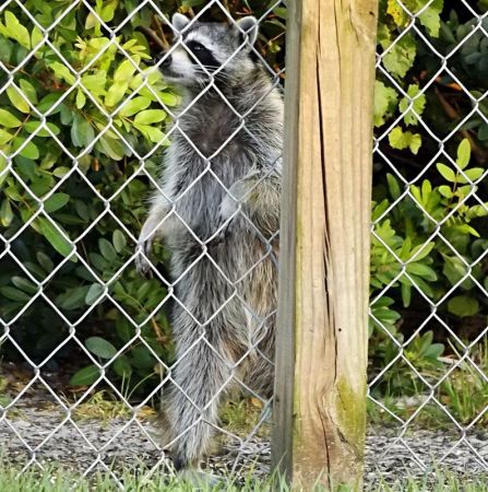 raccoon out in the backyard
