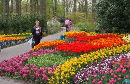 Keukenhof Tulip Festival, Amsterdam, 2015